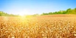 The Field Is The World – 2